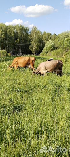 Продаю коров