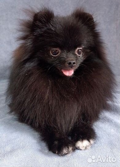 Миниатюрны Шпиц мальчик