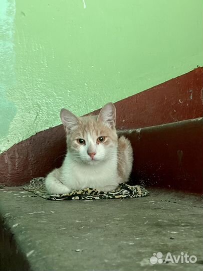 Помогите спасти