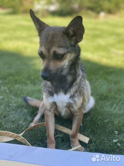 Собака в добрые руки