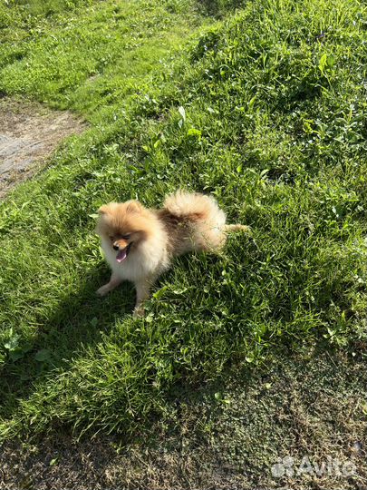 Померанский шпиц девочка