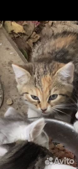 Отдам котят