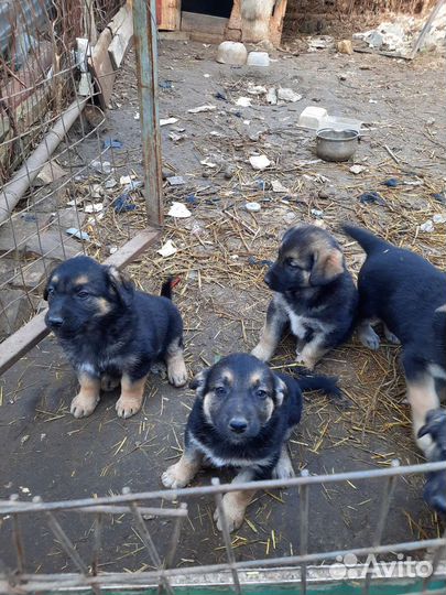 Щенки