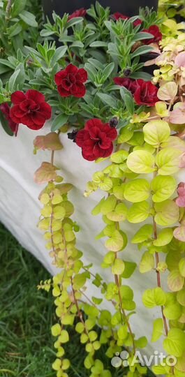 Лизимахия Вербейник монетчатый рассада