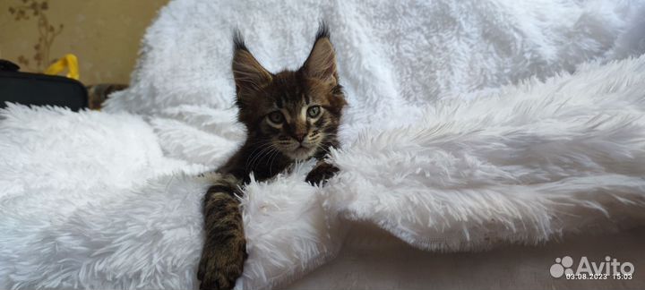 Котята мейн-кун