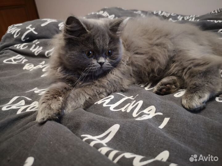 Британские котята