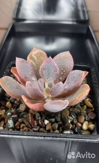 Различные виды суккулентов / седумы, пахифитумы