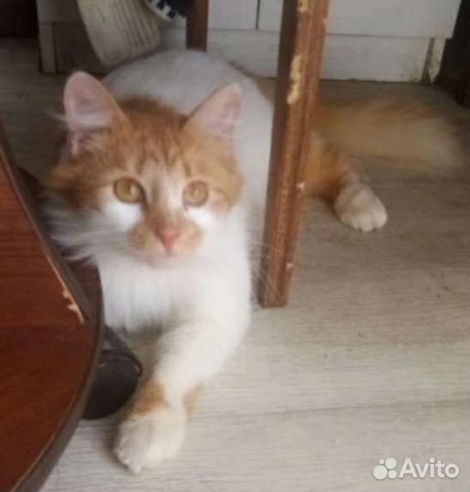 Кузеньке нужен дом. На передержке