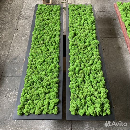 Панно из мха