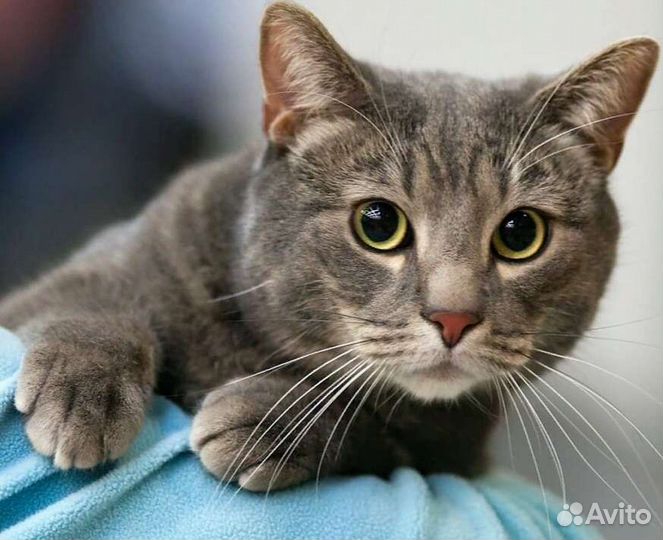 Стрижка животных