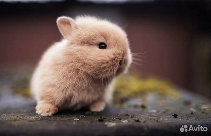 Декоративные кролики