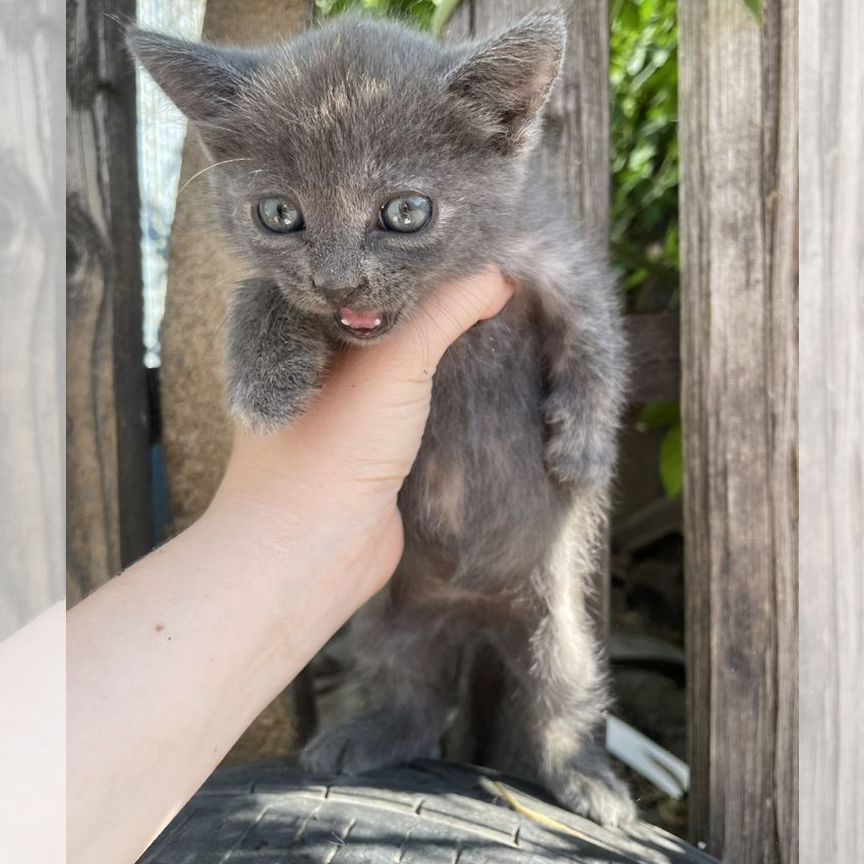 Котята в добрые руки бесплатно