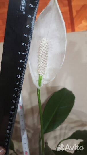 Спатифиллюм