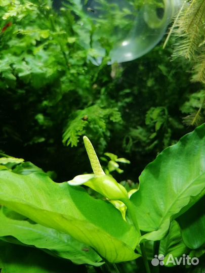 Аквариумные растения