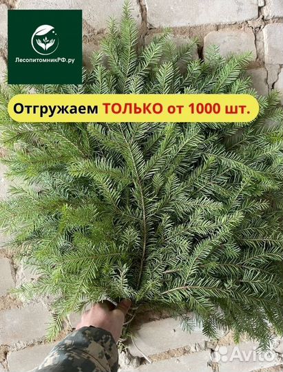 Веник пихта