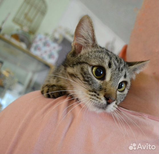 Кошечка Рейчел чувствительная скромница в дар