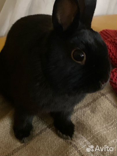 Передержка домашних животных