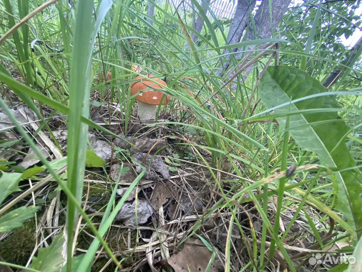 Белый,подосиновик,подберезовик,груздь