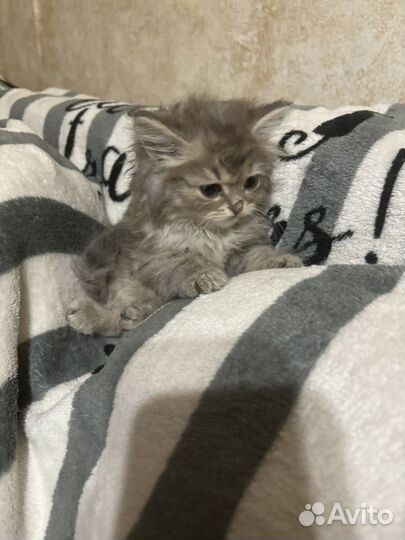 Кошки