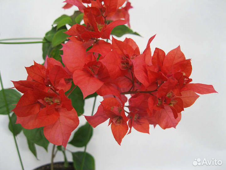 Бугенвиллиия разные