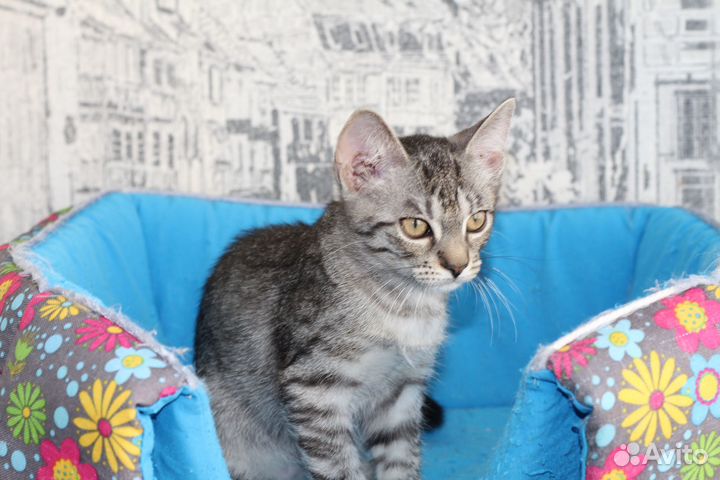 Котенок в добрые руки