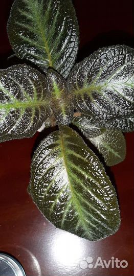 Эписции более 40 сортов