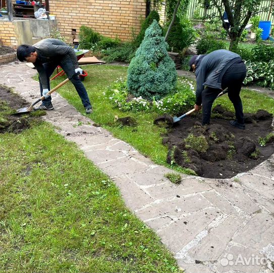 Рулонный газон, посевной газон