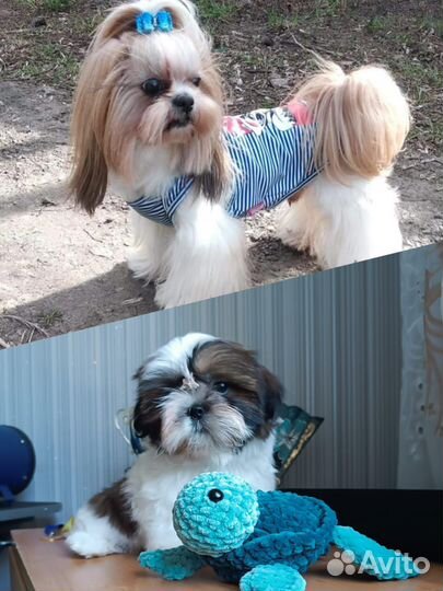 Мини девочка ши-тцу