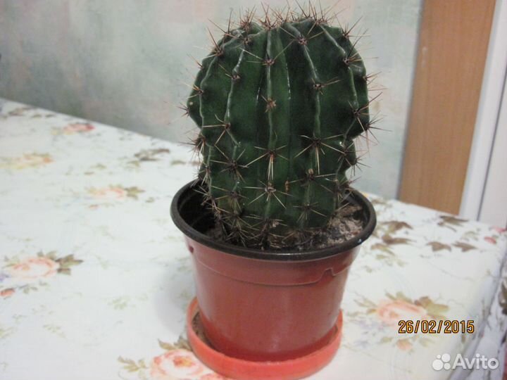 Комнатные растения Кактус цветущий