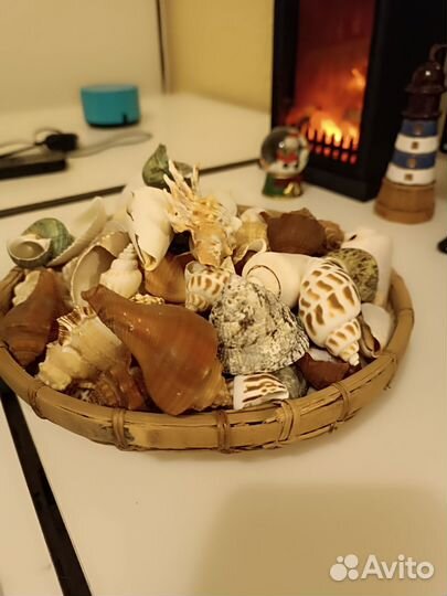 Морские ракушки раковины