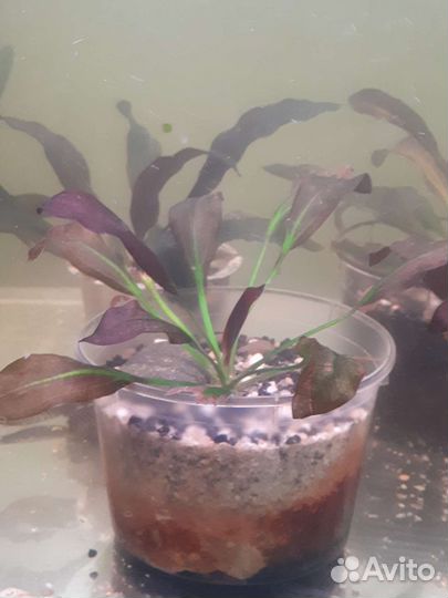 Эхинодорус