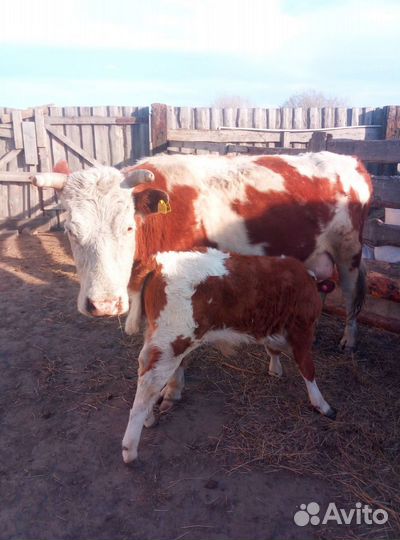 Продаем коров