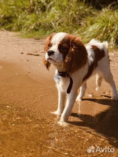 Собака для фотосессии