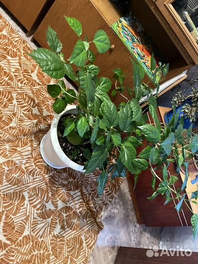 Китайская роза