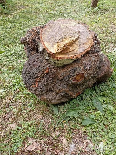 Березовый прикорневой кап-сувель