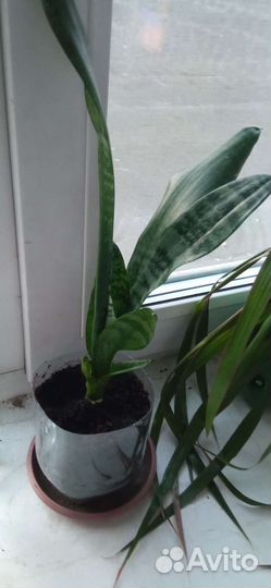 Комнатные цветы, комнатная мята