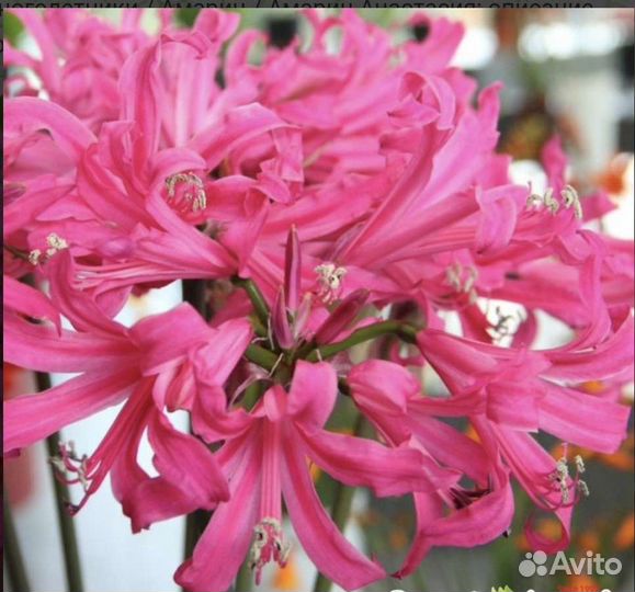 Амарины луковицы