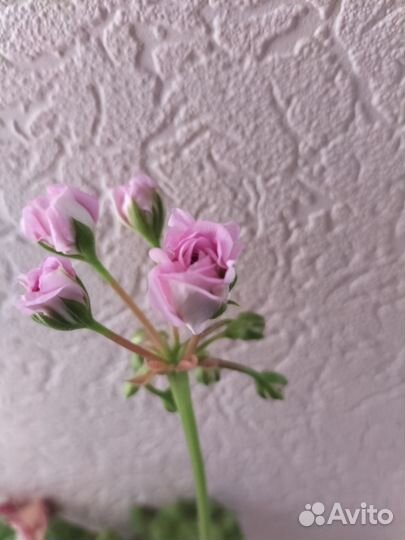 Пеларгония