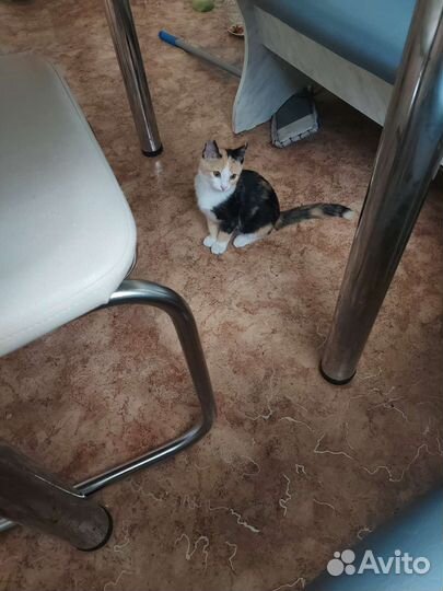 Трехшорстная девочка Фрося