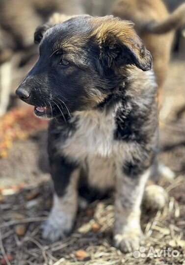 Сильва - крупная щенок-девочка в дар
