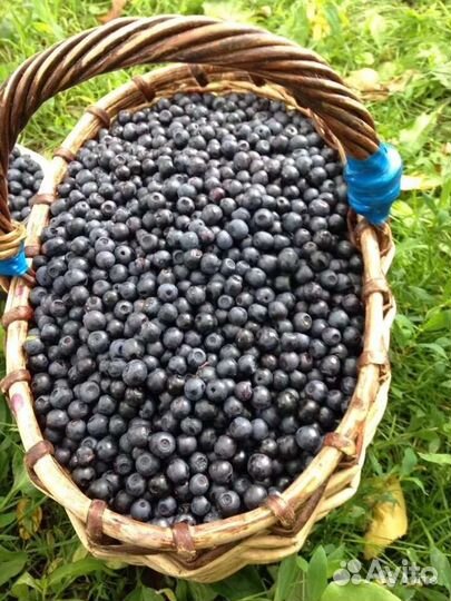 Черника свежемороженная
