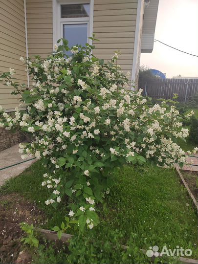 Жасмин (чубушник) куст