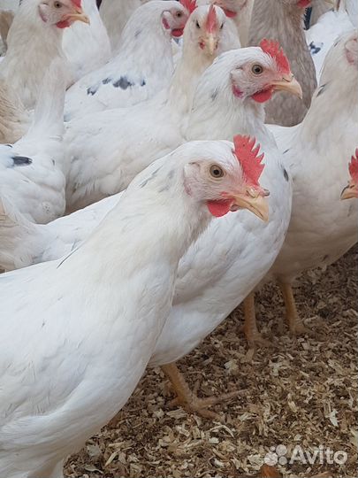 Несушки Коралл 4,5 месяца