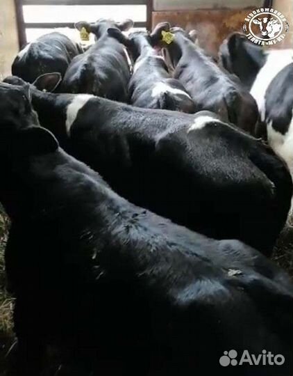 Телята бычки