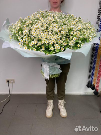 Цветы Ромашки Цветы Букет с Доставкой