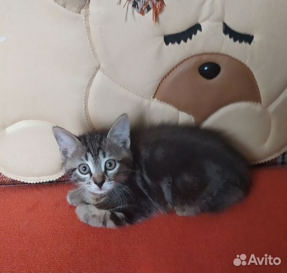 Очаровательные котята