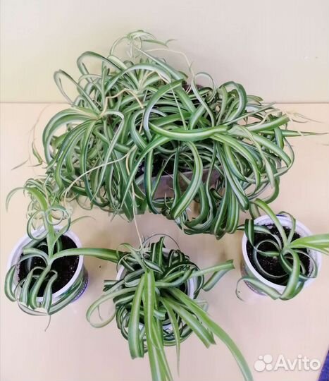 Хлорофитум кудрявый