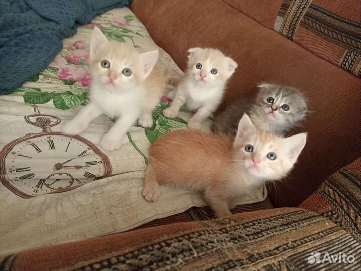 Котята в добрые руки