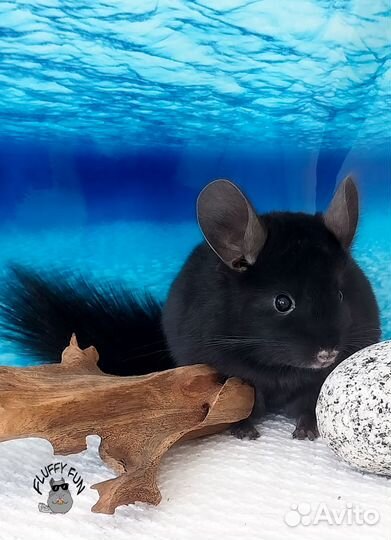 Шиншиллы по кличке Лин, два брата Лонг и Лот