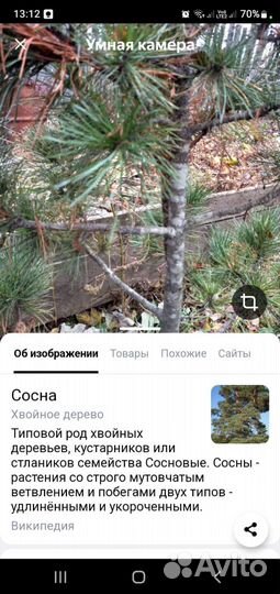 Саженец кедра